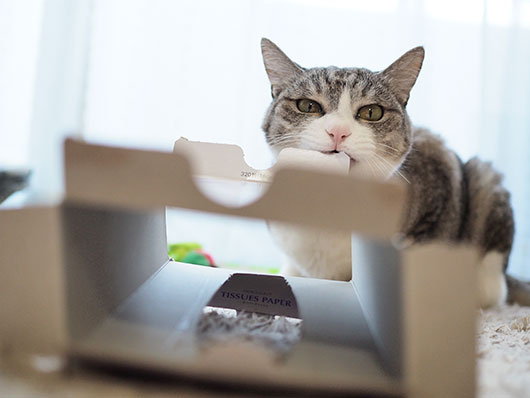 ティッシュボックスと猫
