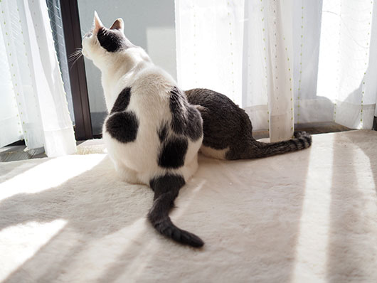 日向ぼっこする猫