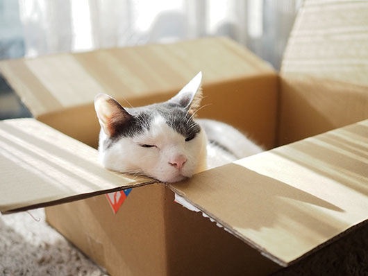 箱の中の猫