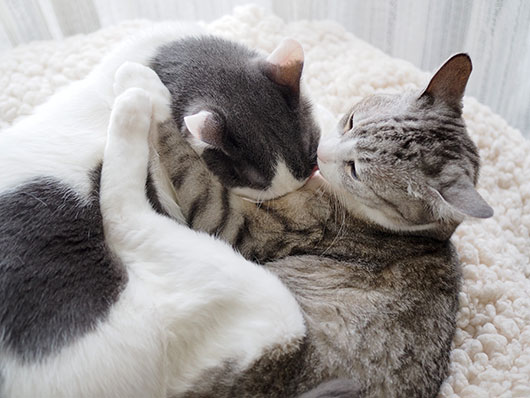 仲良しの猫