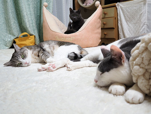 ねこ3