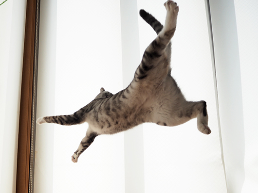 飛ぶ猫