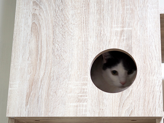 ねこ3