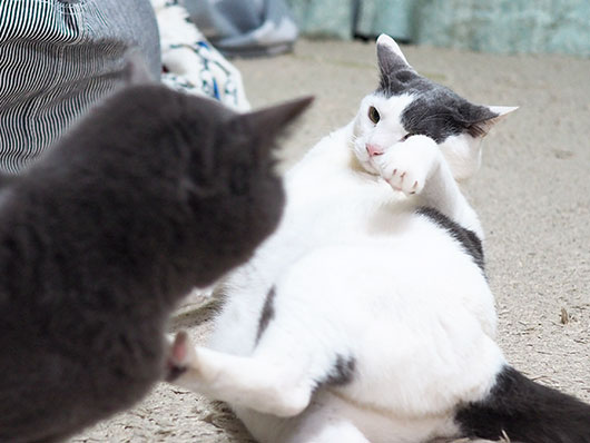 ケンカする猫