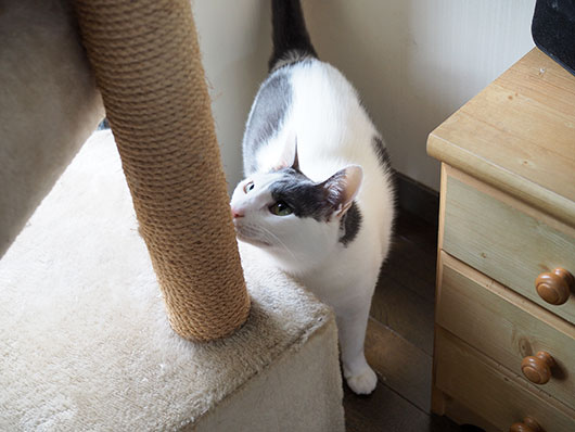 キャットタワーと猫
