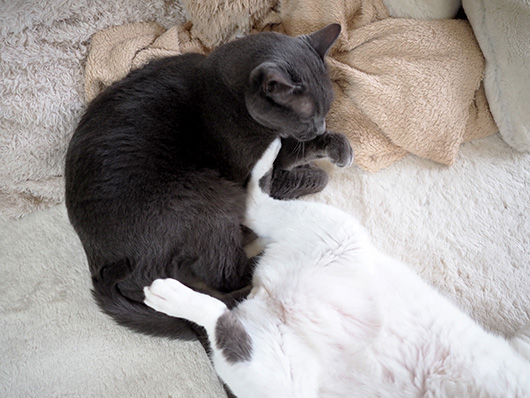 ケンカする猫