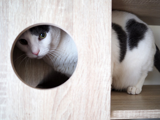 ねこ3