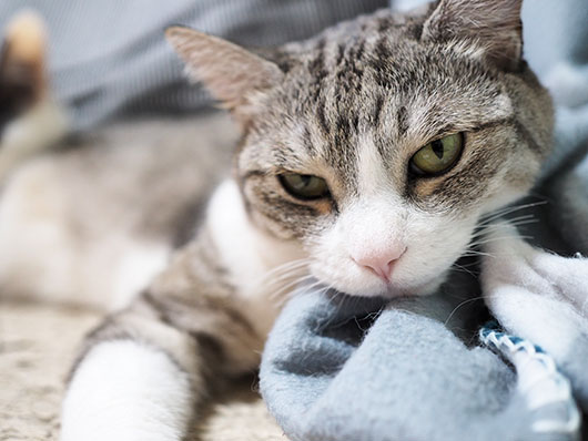 不機嫌な猫