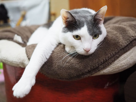 眠い猫