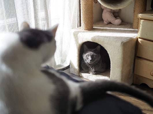 にらみ合う猫