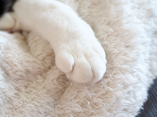猫の手