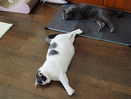 寝転がる猫