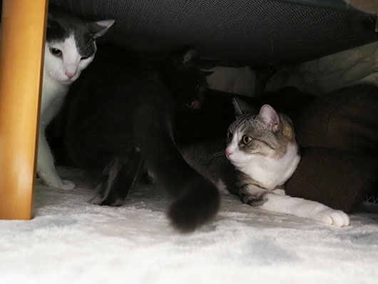 コタツ猫