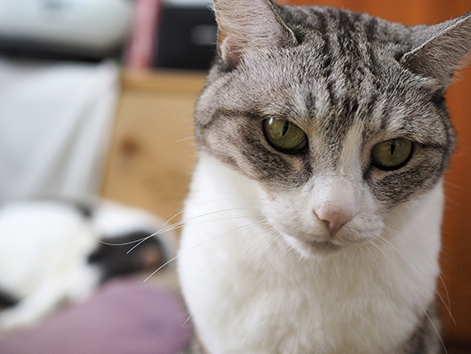 にらむ猫