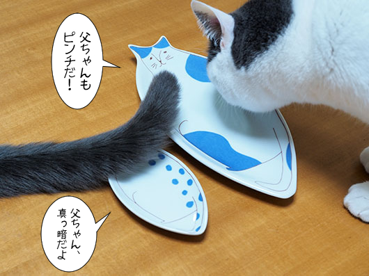 猫のお皿