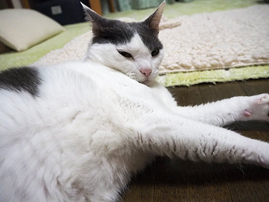 リラックスする猫