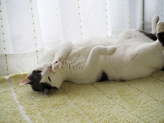 寝転がる猫
