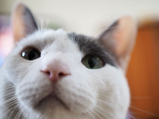 ドアップ猫