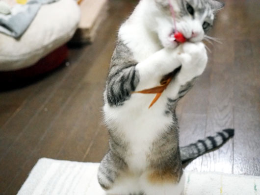 猫じゃらしと猫