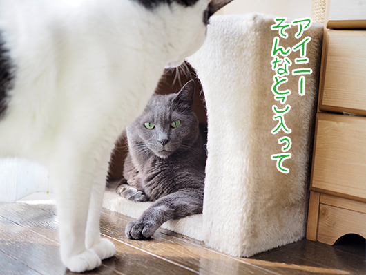 キャットハウスの中の猫