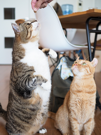 イッチャマンさんちのねこさん