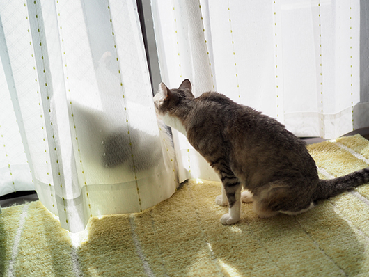 のぞく猫