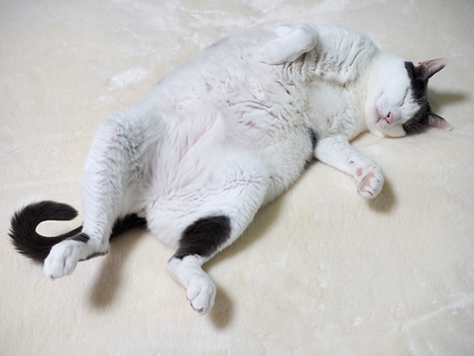 寝転がる猫