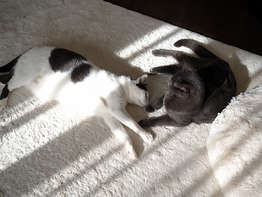 仲良しの猫