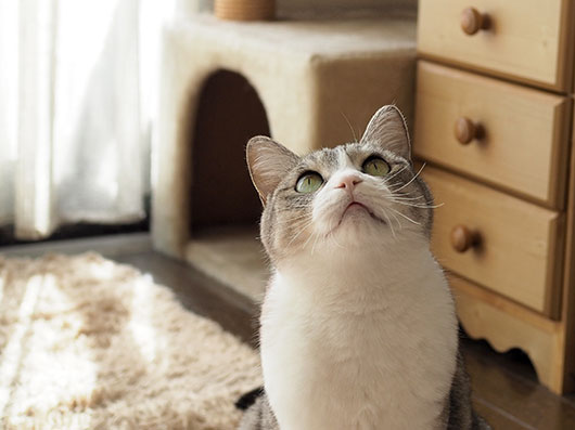 サバ白の猫