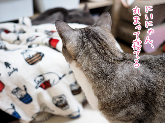 サバ白