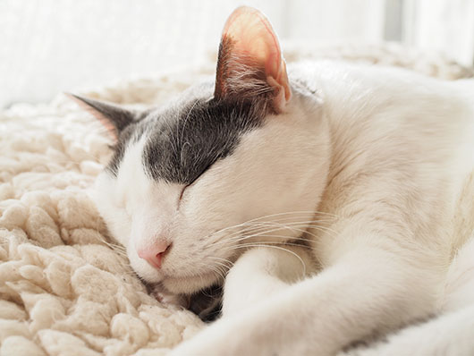 眠る猫