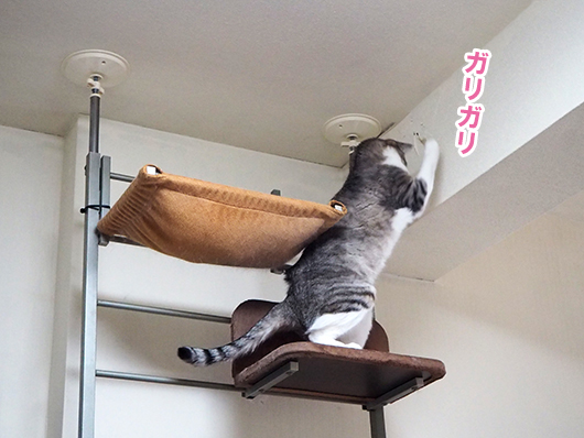 壁をガリガリする猫
