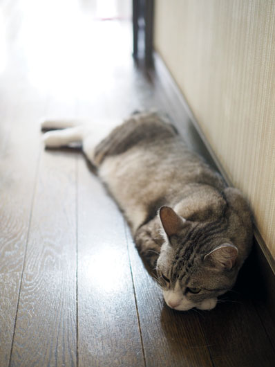 廊下に寝そべる猫