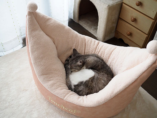 眠る猫