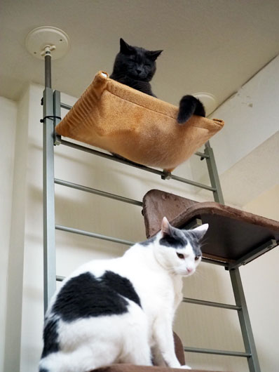 キャットウォークと猫