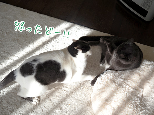 ケンカする猫