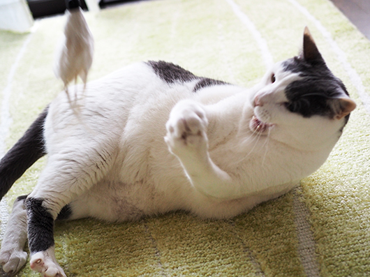 猫じゃらしで遊ぶ猫