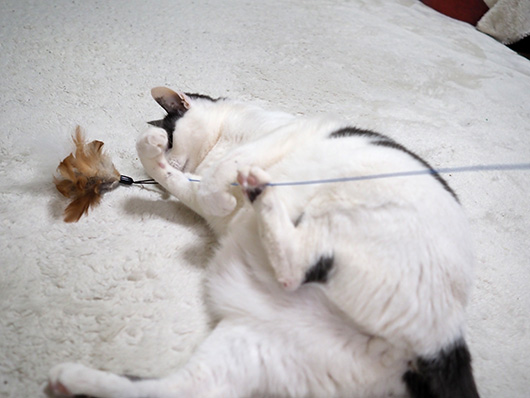 猫じゃらしで遊ぶ猫