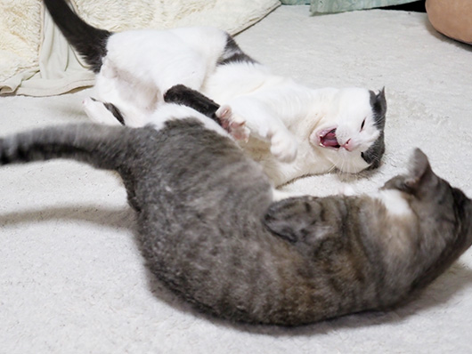ケンカする猫