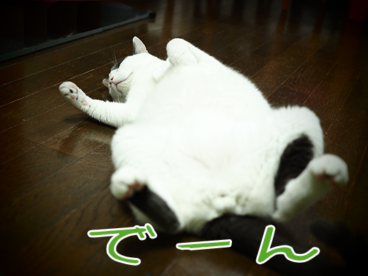 寝転がる猫