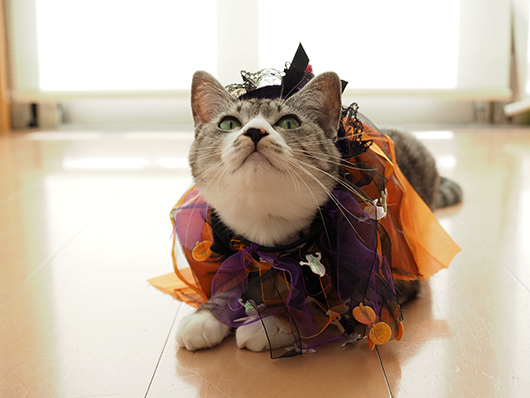 ハロウィンの猫