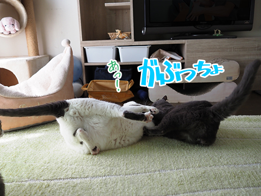 ケンカする猫