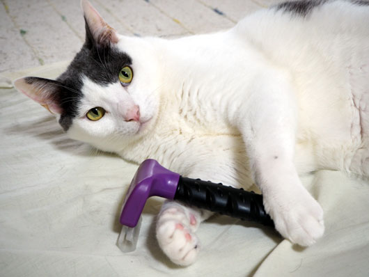 ブラッシングを催促する猫