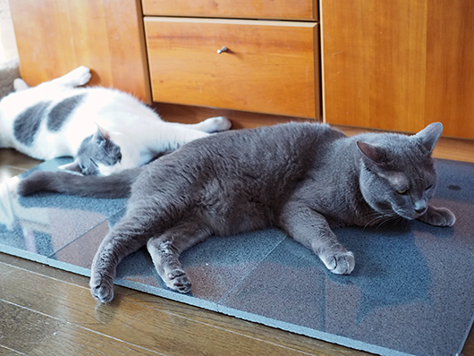 御影石と猫