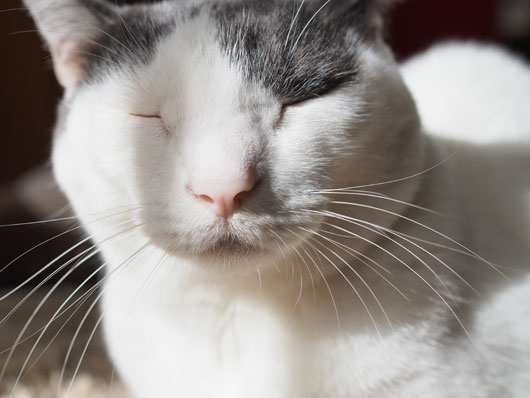 ひげの長い猫