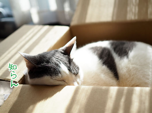 箱の中の猫