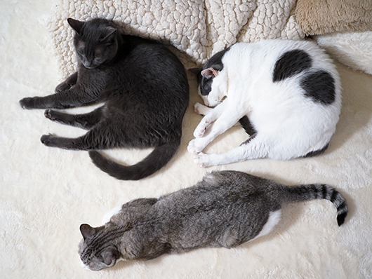 ねこ3