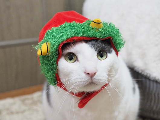 節分の猫