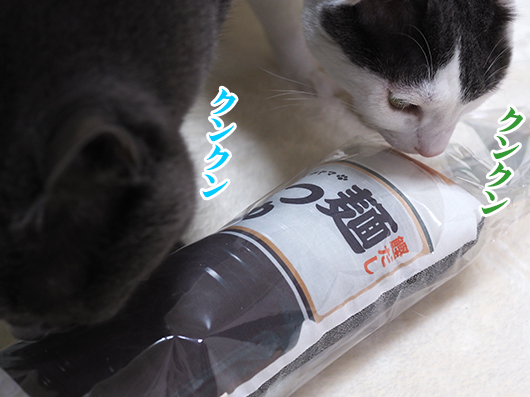 匂いを嗅ぐ猫