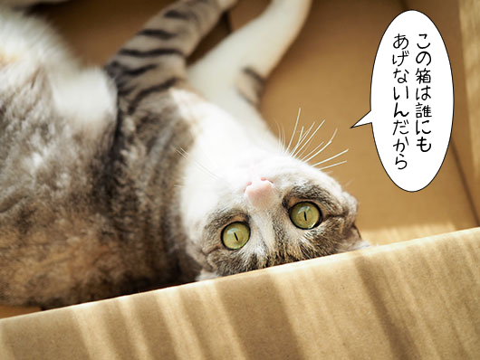 箱の中の猫